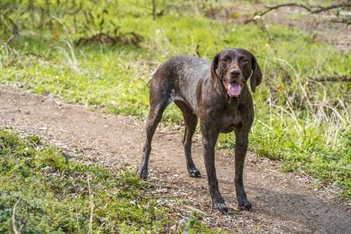 Pointer racebeskrivelse