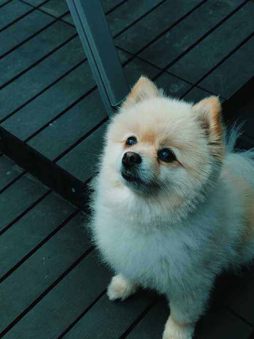 Pomeranian