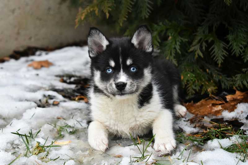 Pomsky historie