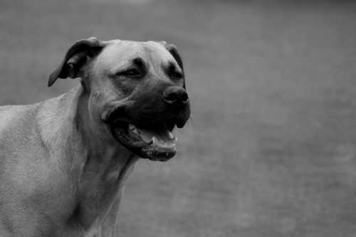 Rhodesian Ridgeback racebeskrivelse