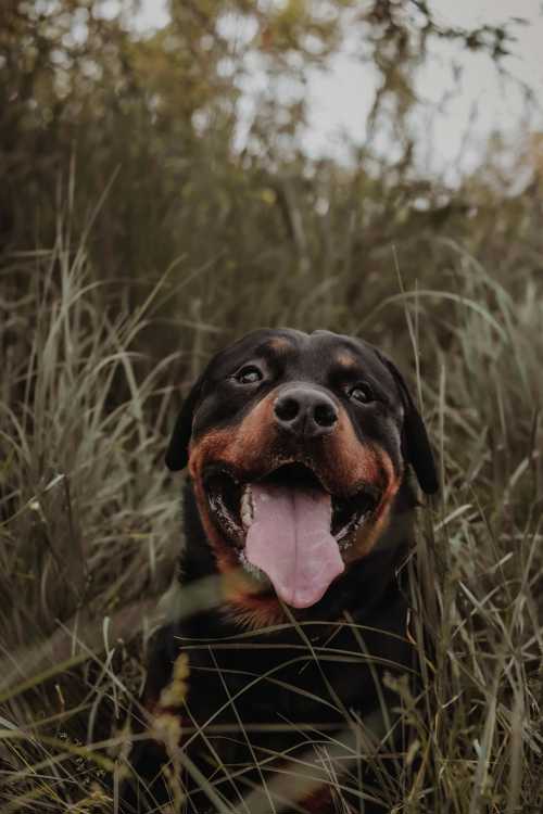 Rottweiler racebeskrivelse