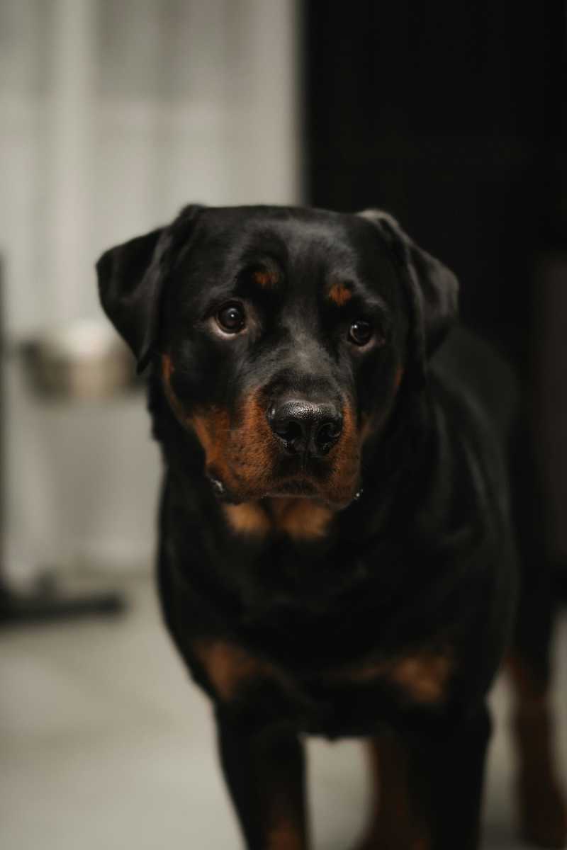 Rottweiler udseende