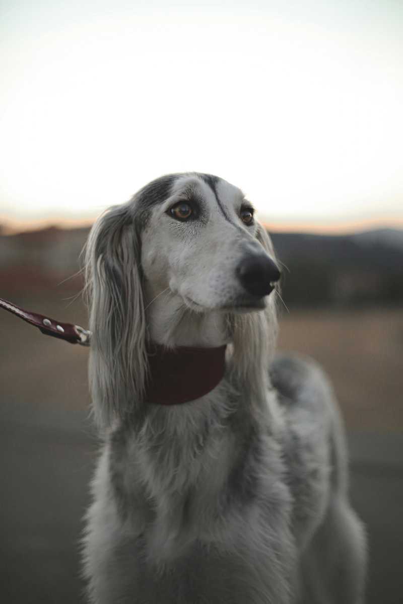 Saluki historie