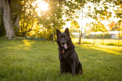 Schipperke