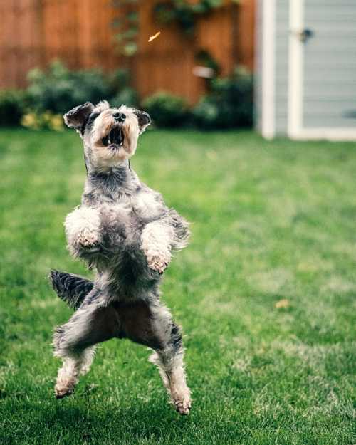 Schnauzer racebeskrivelse