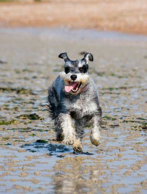 Schnauzer