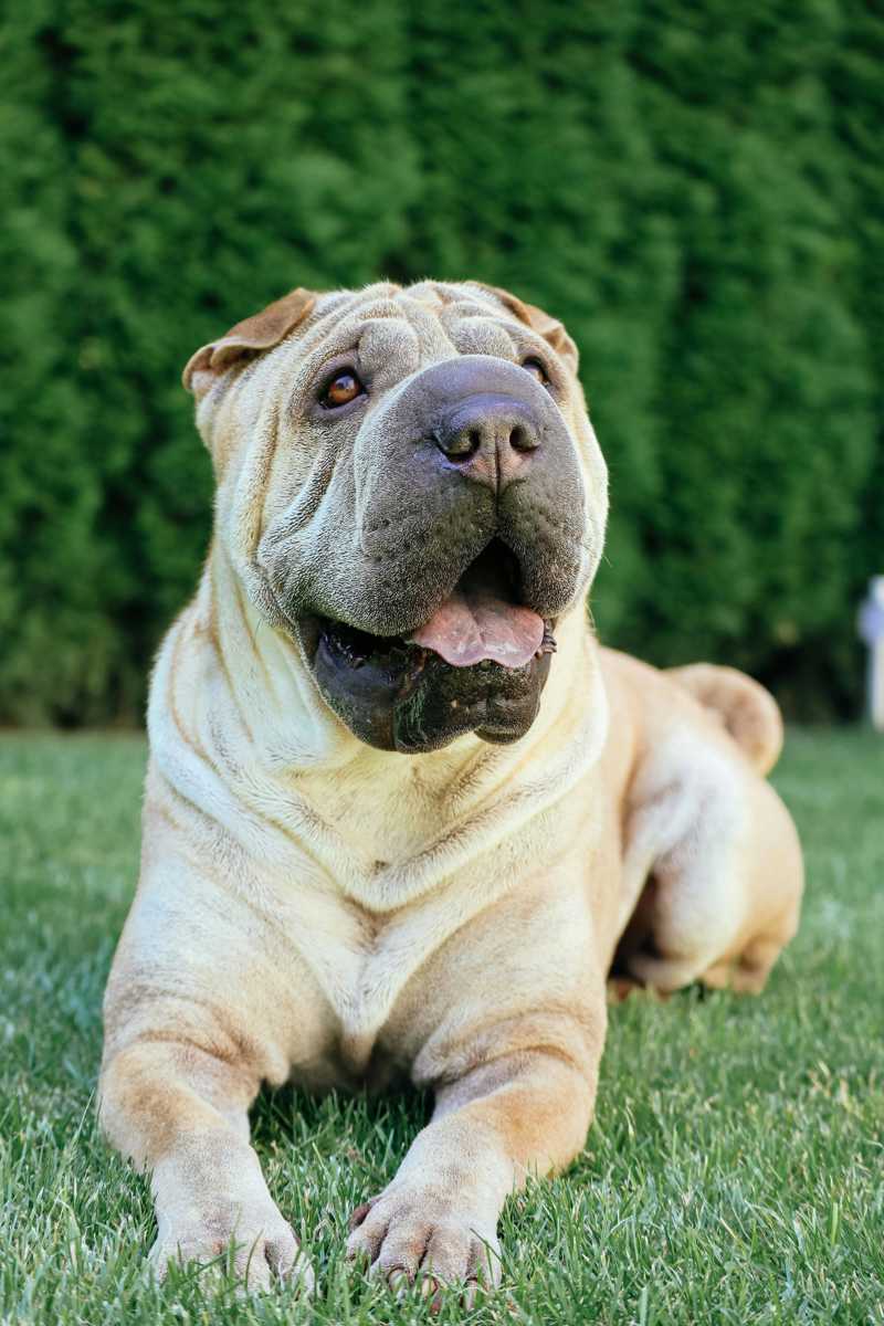 Shar Pei historie