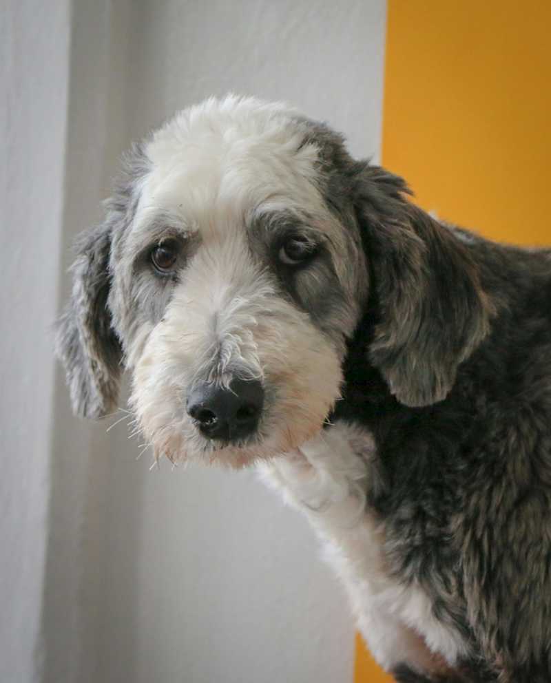 Sheepadoodle historie