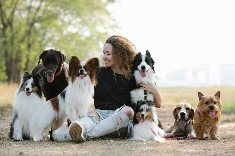 Shetland Sheepdog historie