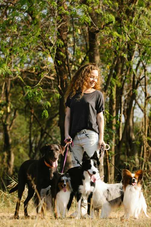 Shetland Sheepdog racebeskrivelse