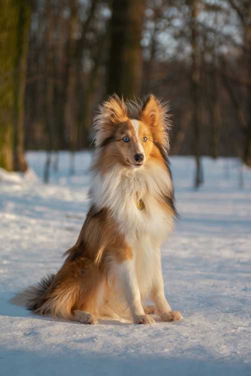 Shetland Sheepdog