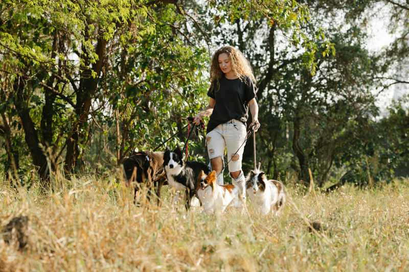 Shetland Sheepdog udseende