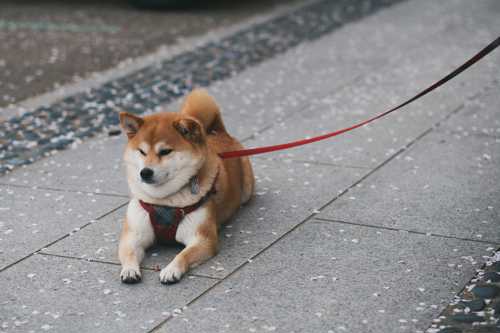 Shiba