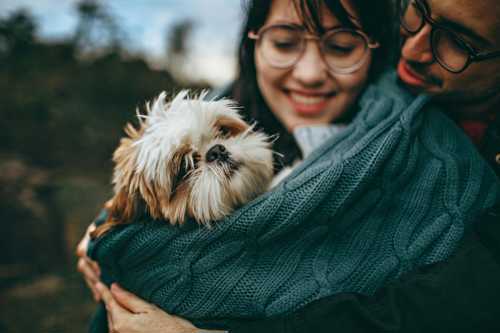 Shih Tzu racebeskrivelse