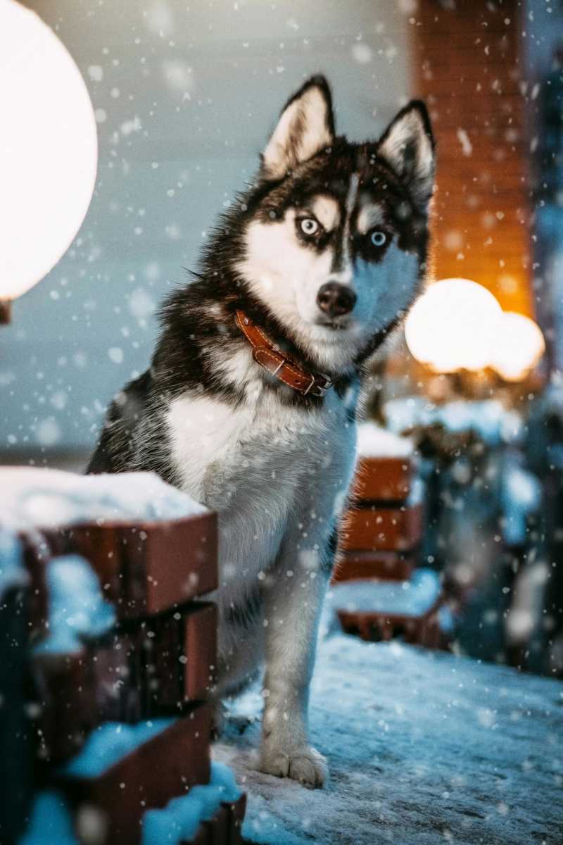 Siberian Husky historie