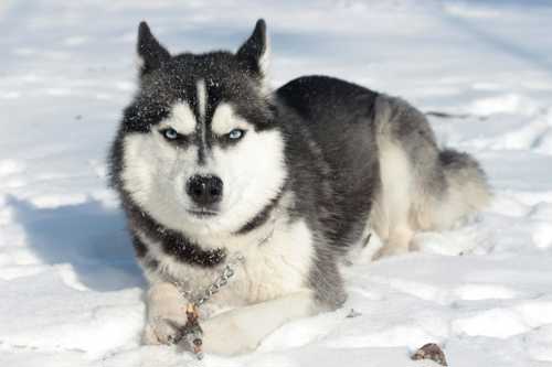 Siberian Husky racebeskrivelse