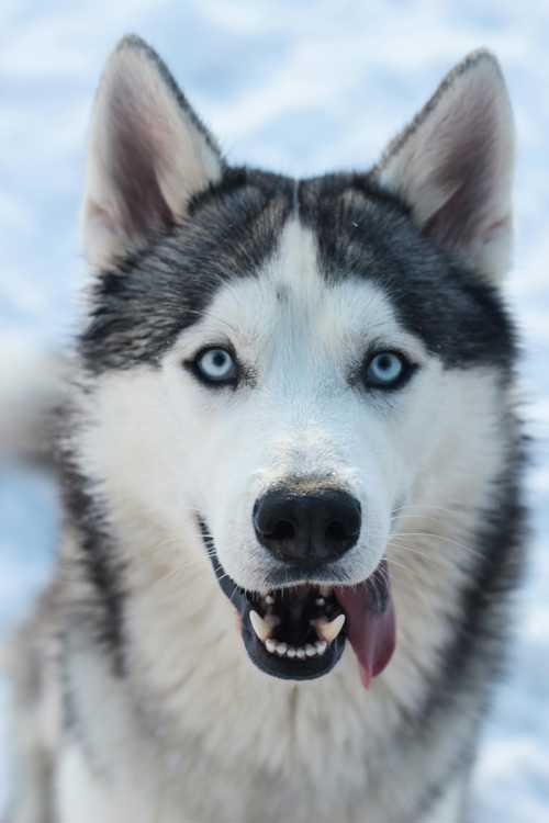 Siberian Husky