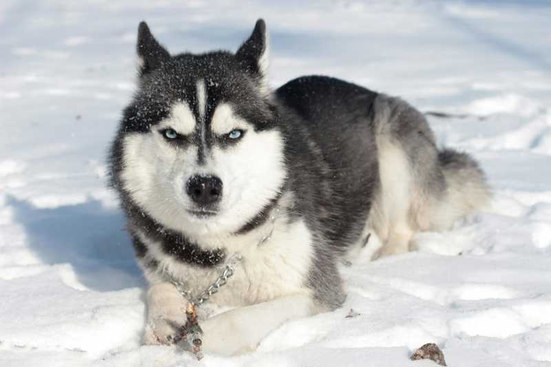 Siberian Husky udseende