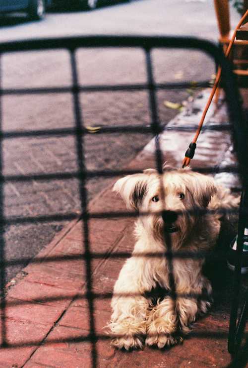 Skye Terrier