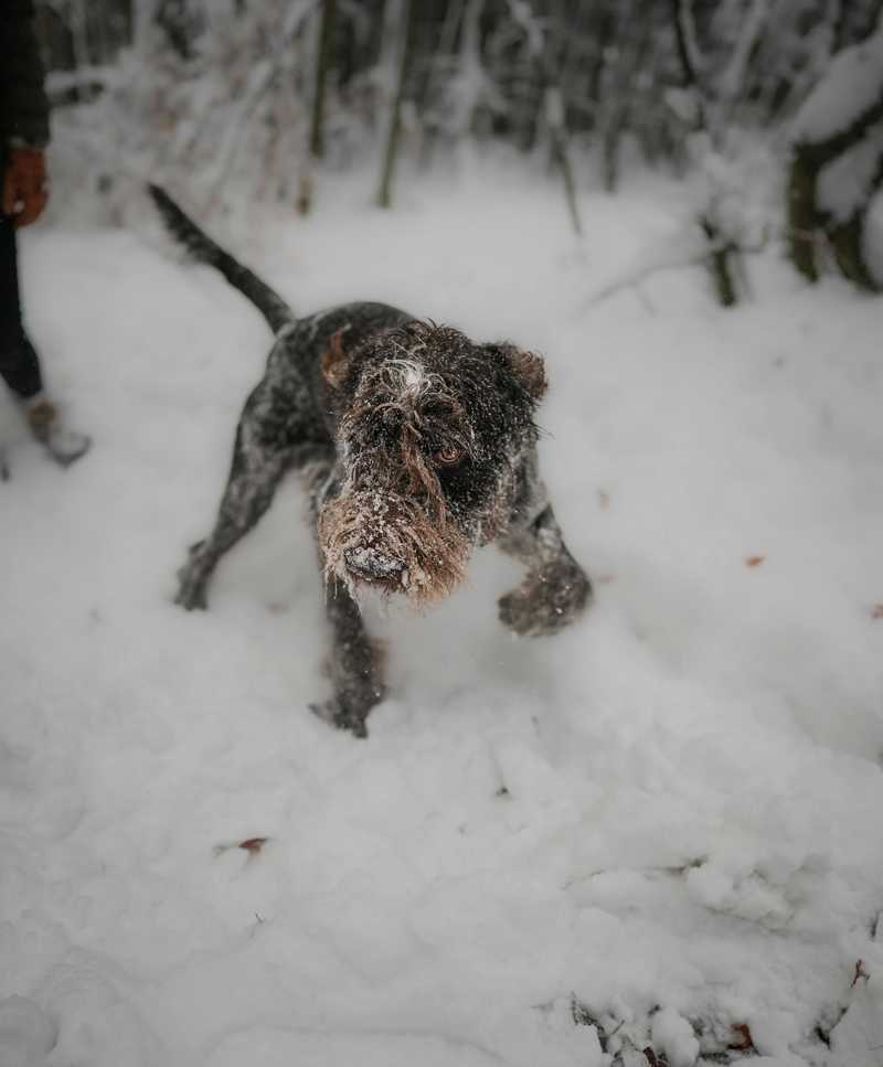 Spinone Italiano historie