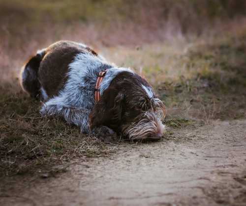 Spinone Italiano