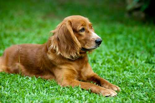 Sussex Spaniel racebeskrivelse