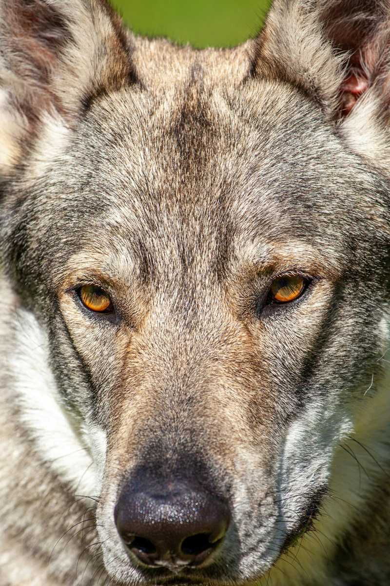 Tjekkoslovakisk Ulvehund historie