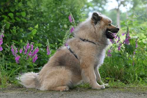 Tjekkoslovakisk Ulvehund