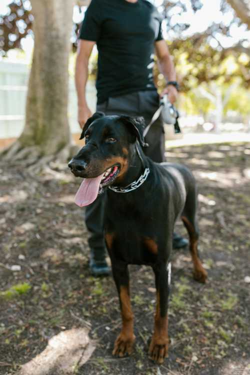 Tysk Pinscher