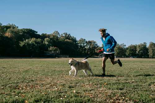 Vestsibirisk Laika racebeskrivelse