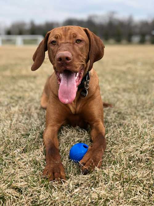 Vizsla racebeskrivelse