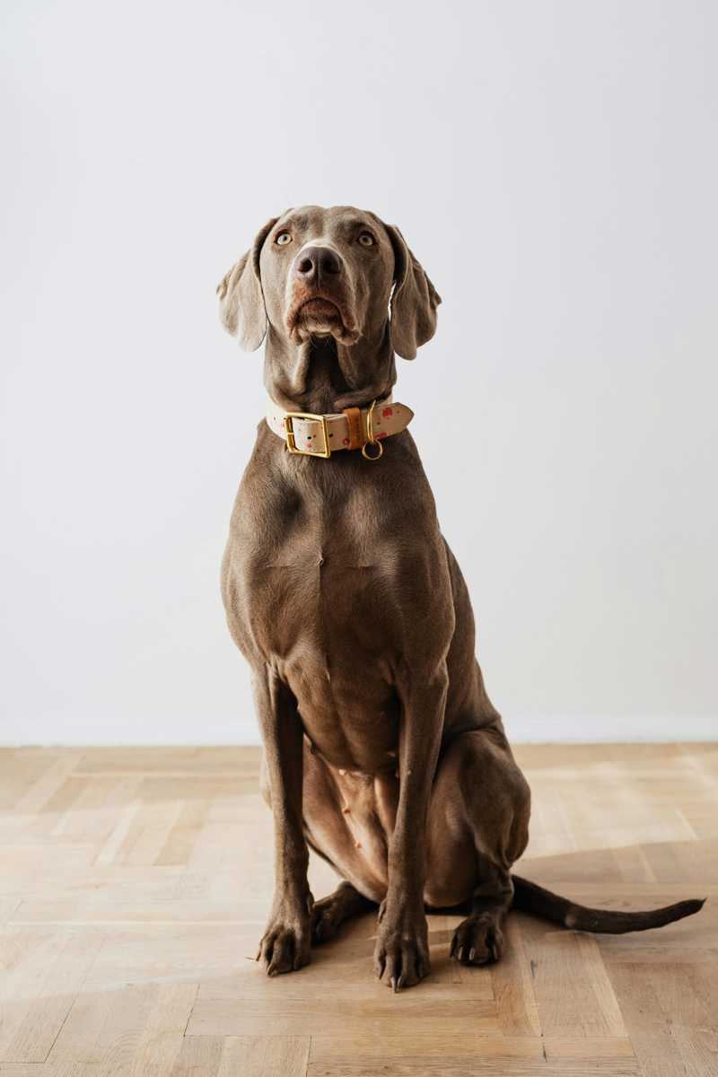 Weimaraner historie