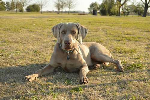 Weimaraner racebeskrivelse