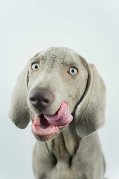 Weimaraner