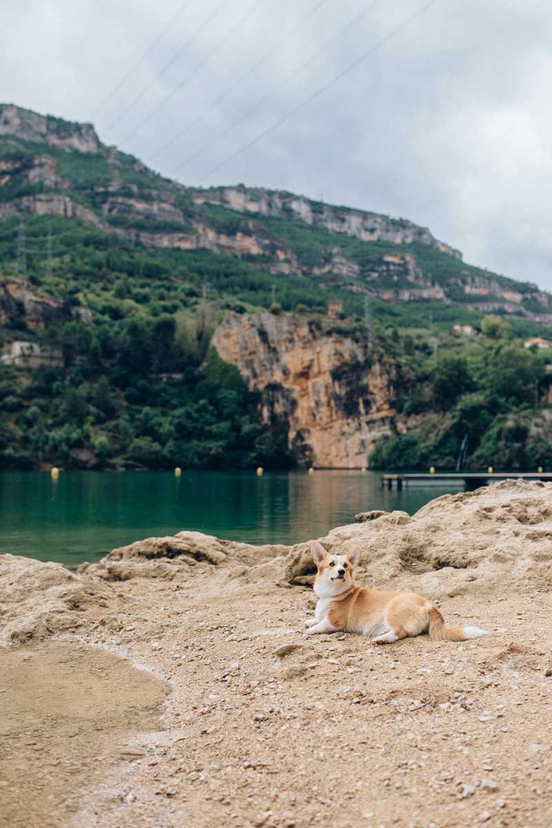 Welsh Corgi Cardigan historie