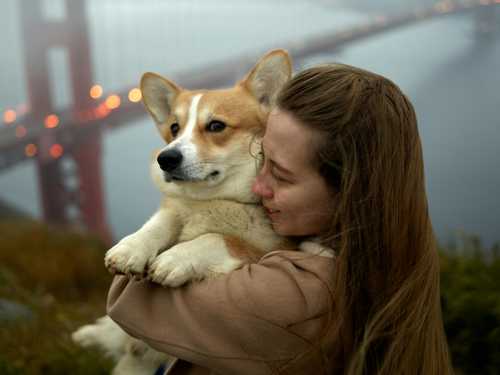 Welsh Corgi Cardigan racebeskrivelse