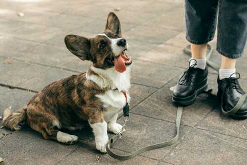 Welsh Corgi Cardigan