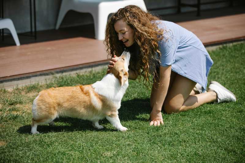 Welsh Corgi Pembroke historie