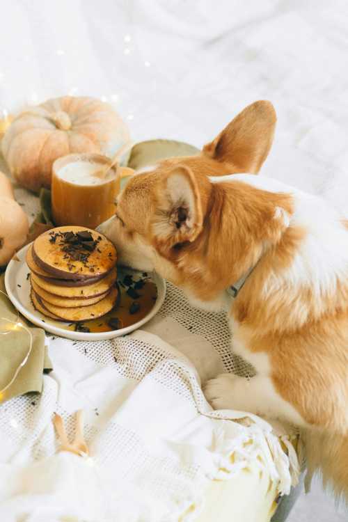 Welsh Corgi Pembroke racebeskrivelse