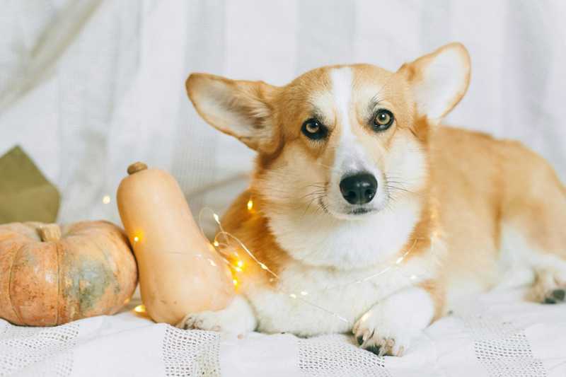 Welsh Corgi Pembroke udseende