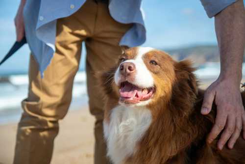 Welsh Springer Spaniel