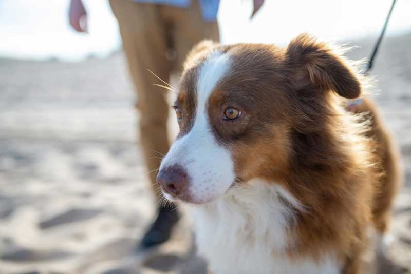 Welsh Springer Spaniel udseende