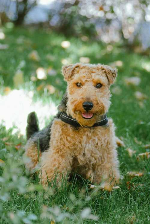 Welsh Terrier