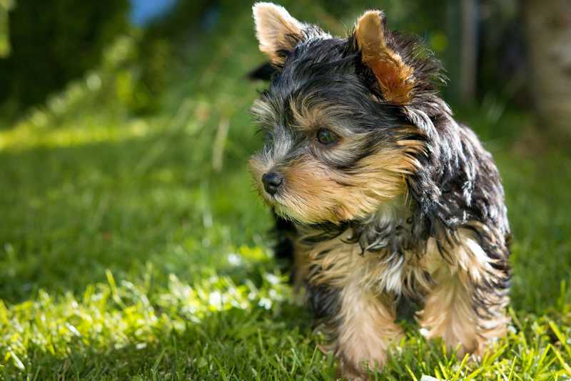 Yorkshire Terrier historie