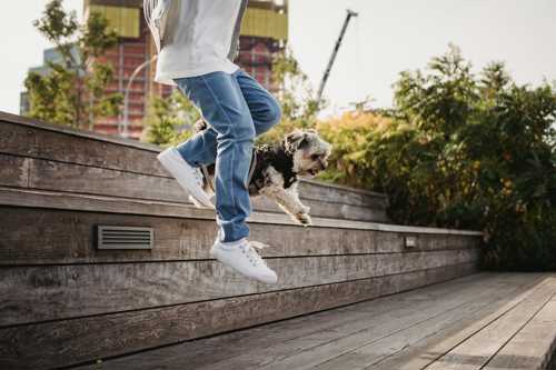 Yorkshire Terrier racebeskrivelse