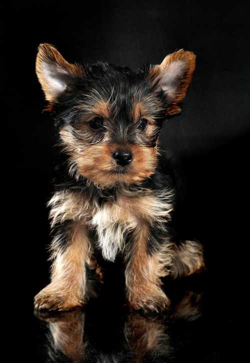 Yorkshire Terrier